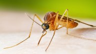 West Nile virus cases running higher than normal, prompting health warnings