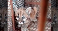 Encontraron a un cachorro de puma "desnutrido" cerca de Santa Rosa del Conlara