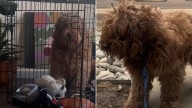 Iowa Dog Undergoes Stunning Transformation After Rescue From Cruel Puppy Mill Conditions
