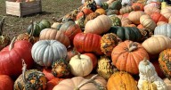 The Frederick Mom's recommendations for the weekend of Sept. 5