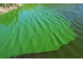 Diseñan una plataforma geoespacial para frenar la amenaza de las cianobacterias en el agua