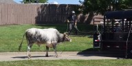 WATCH: Loose bull captured in Tyler’s Stonebridge neighborhood