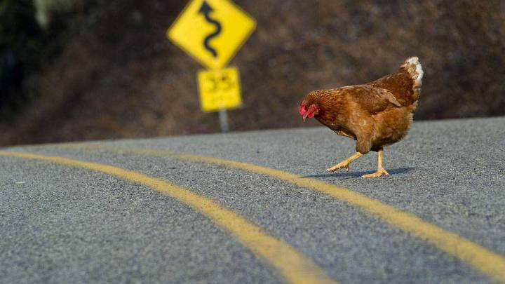 El pollo del mañana
