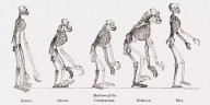 Un hueso, evolución clave para la habilidad humana de caminar erguidos