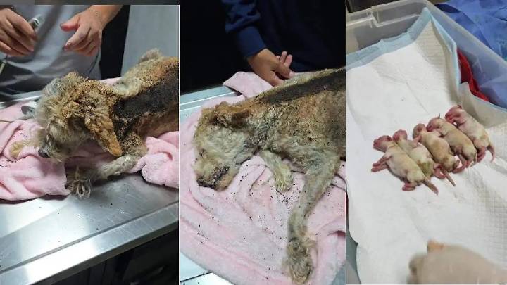 Cereza, la perrita quemada y embarazada, sobrevive a explosión en Iztapalapa gracias a milagroso rescate