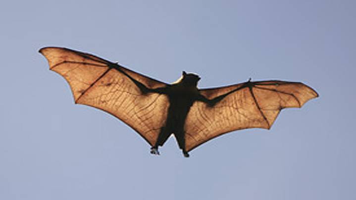 Cherry Hill Elementary students learning remotely Friday due to bats in school