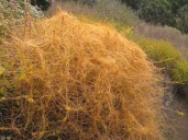 What is that orange stringy stuff all over the place right now?