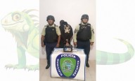Archirecontraconocido “iguano” cayó en garras de Politucupita por LXV vez