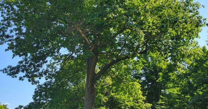 On Language: A tree grows and grows and grows in Old Mission (A meditation)