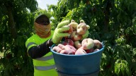 España gasta en producir y exportar fruta y verdura el doble del agua que usan todos sus hogares