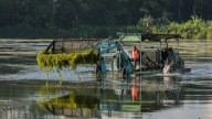 ‘Es como una cosecha de mano en esteroides’