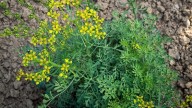 El secreto viverista para que tu planta de Ruda crezca sana y fuerte, sin marchitarse