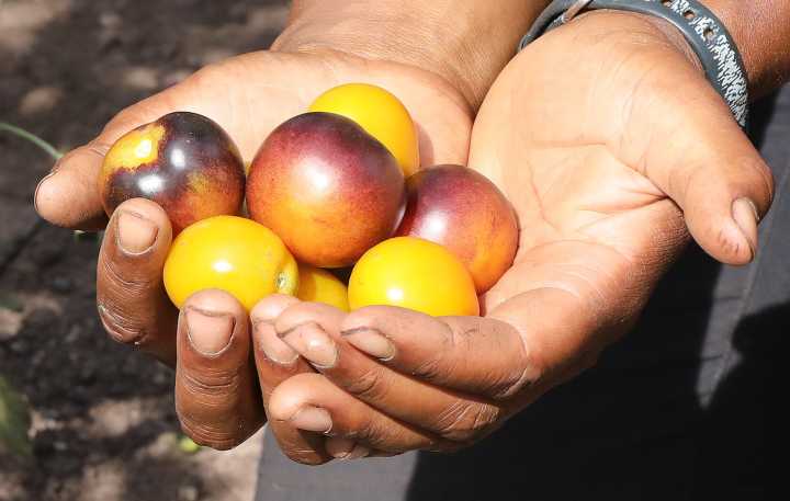 Ask a Master Gardener: How to be a savvy tomato seed saver