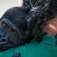 Baby gorilla to return to Nigeria after Istanbul airport rescue