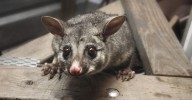 How to prevent possums making your house their home
