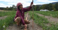 Drought leaves NH farms high and dry