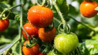 The Easy Planting Method That Helps Keep Pests Away From Your Tomatoes