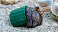 These hermit crabs are using trash as homes. He’s fixing that