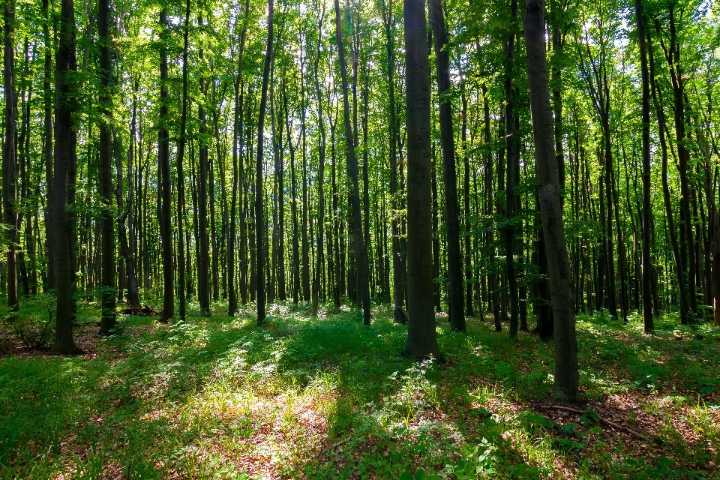 New report reveals how to tackle climate change through nature