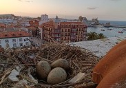 Una gaviota hallada en Castro Urdiales, primer caso de gripe aviar detectado en Cantabria