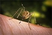 York County to Conduct Mosquito Control Ground Spraying Tonight