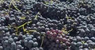 Winemakers weigh in as San Joaquin County grape crop value decreases nearly 19%