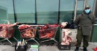 Decomisan más de una tonelada de carne de vacuno en Puerto Montt: iba a ser comercializada en Fiestas Patrias