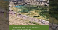 'Danger in the water': Harmful algae blooms spreading across Montana