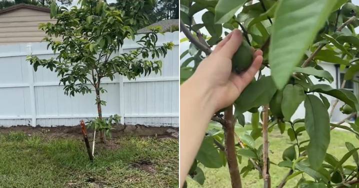 Robo de plantas en Florida sorprende a cubana residente en EE. UU.