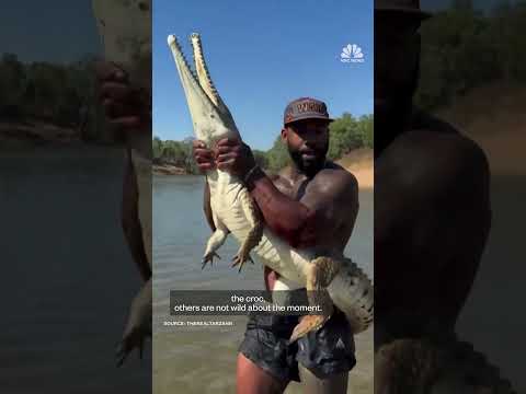 Influencer under investigation over crocodile wrangling