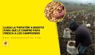 Llega la 'Papatón' a Bogotá para que le compre papa fresca a los campesinos