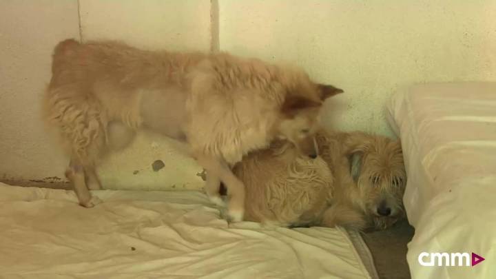 Brenda y Brandon, en busca de un hogar urgente
