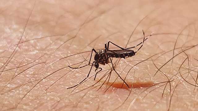 Louisville health officials warn of 'concerning' rise in West Nile virus