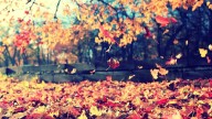 El otoño llega con su colorido y su invitación a la introspección