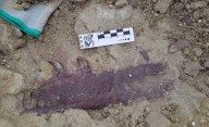 Se descubrió en Chubut un nuevo dinosaurio megarraptórido del Cretácico Superior