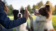 Chewy: Unique Buying Opportunity (NYSE:CHWY)