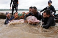 Endangered pink river dolphins face a rising mercury threat in the Amazon