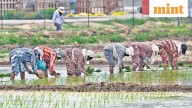 India's rice exports on track for new record despite floods: IGC report
