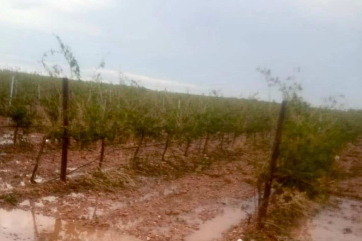 La agricultura despide mirando al cielo un año hidrológico de danas, lluvias y pedrisco