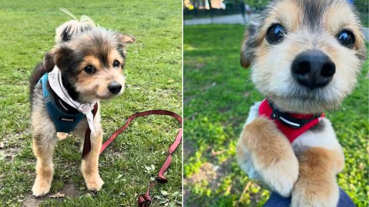 New York Dog Looks Like A Puppy — But His Real Age Left Everyone Stunned