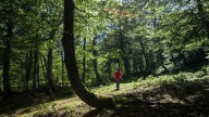 Bosques sin tocar: Europa propone dejar el 10% de las masas forestales sin intervención