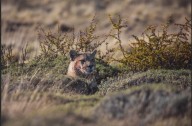Crece el turismo de avistamiento de pumas en Torres del Paine y llaman a reforzar buenas prácticas