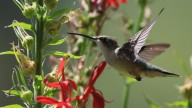 The Late Summer Blooming Flower That Will Attract Hummingbirds To The Garden