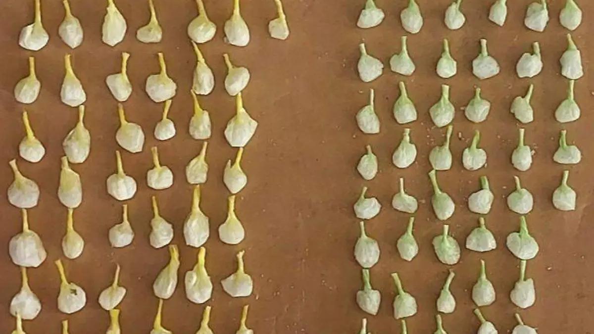 En una semana, Policía de León aseguró más de 2 mil 500 dosis de droga y 8 armas de fuego