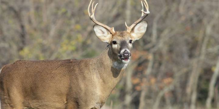 ‘Do Not Eat’ advisory remains in place for deer near Clark’s Marsh