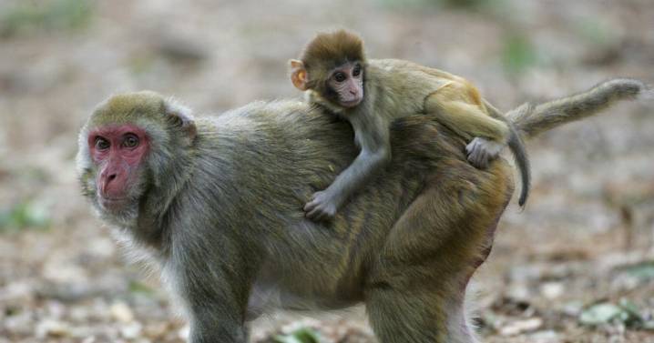 Animal research funds flow to SC despite call to cut testing