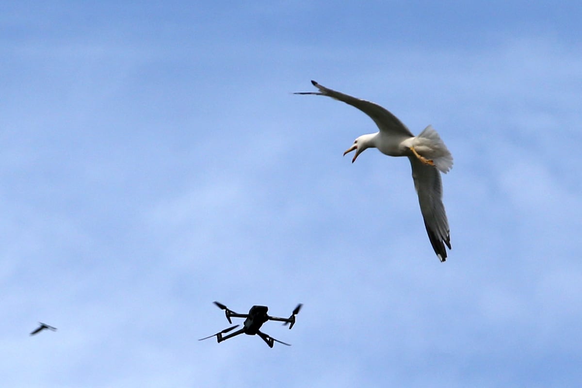 Dutch radar firm Robin turns bird-spotting skills into drone defense