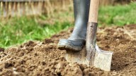 This Fussy Perennial Loves Clay Soil And Is A True Garden Showstopper