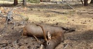Spike elk found shot and left to waste