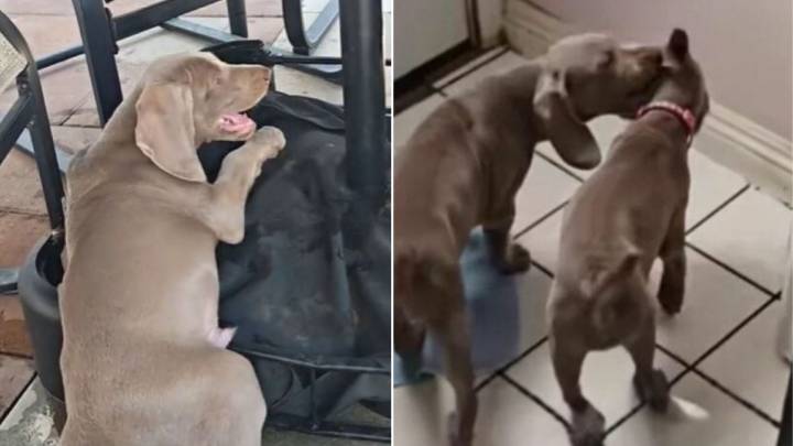 California Family Returns 8-Week-Old Puppy After One Day, And Their Excuse Leaves Everyone Stunned